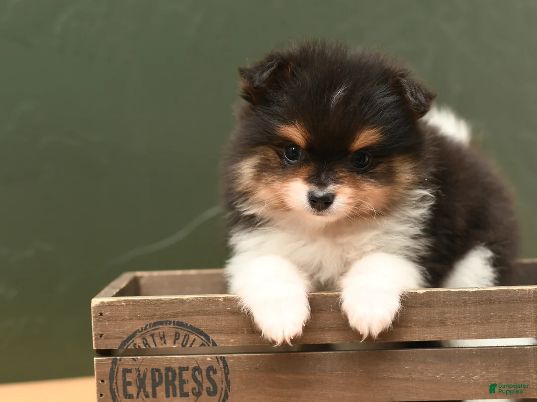 Pomeranian dogs for sale: Milo - Ad 2
