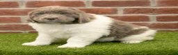 Newfoundland dogs for sale: Alexus - Ad 1