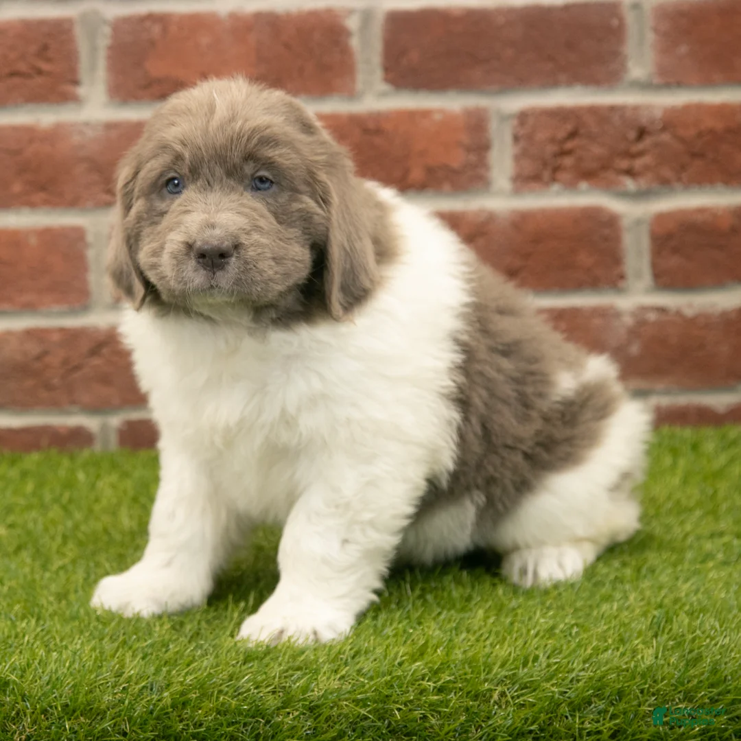 Newfoundland dogs for sale: Alexus - Ad 1