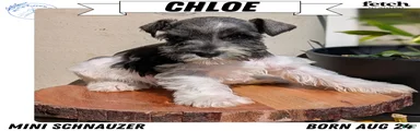 Chloe 