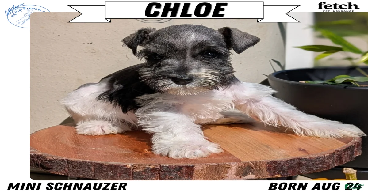 Toy Miniature Schnauzer Puppies for sale | Lancaster Puppies