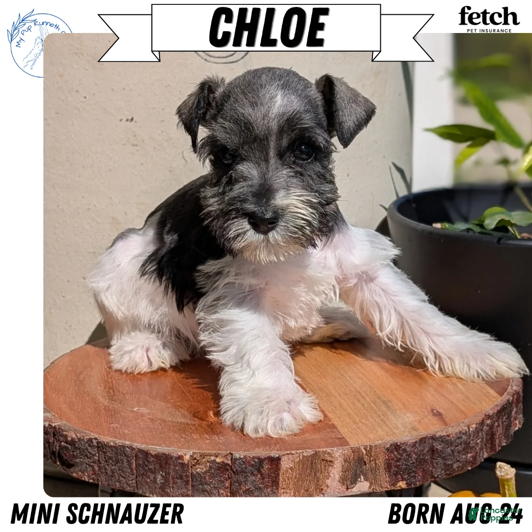 Miniature Schnauzer dogs for sale: Chloe  - Ad 1