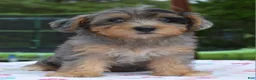 Yorkiepoo dogs for sale: Sapphire blue eyes  - Ad 12