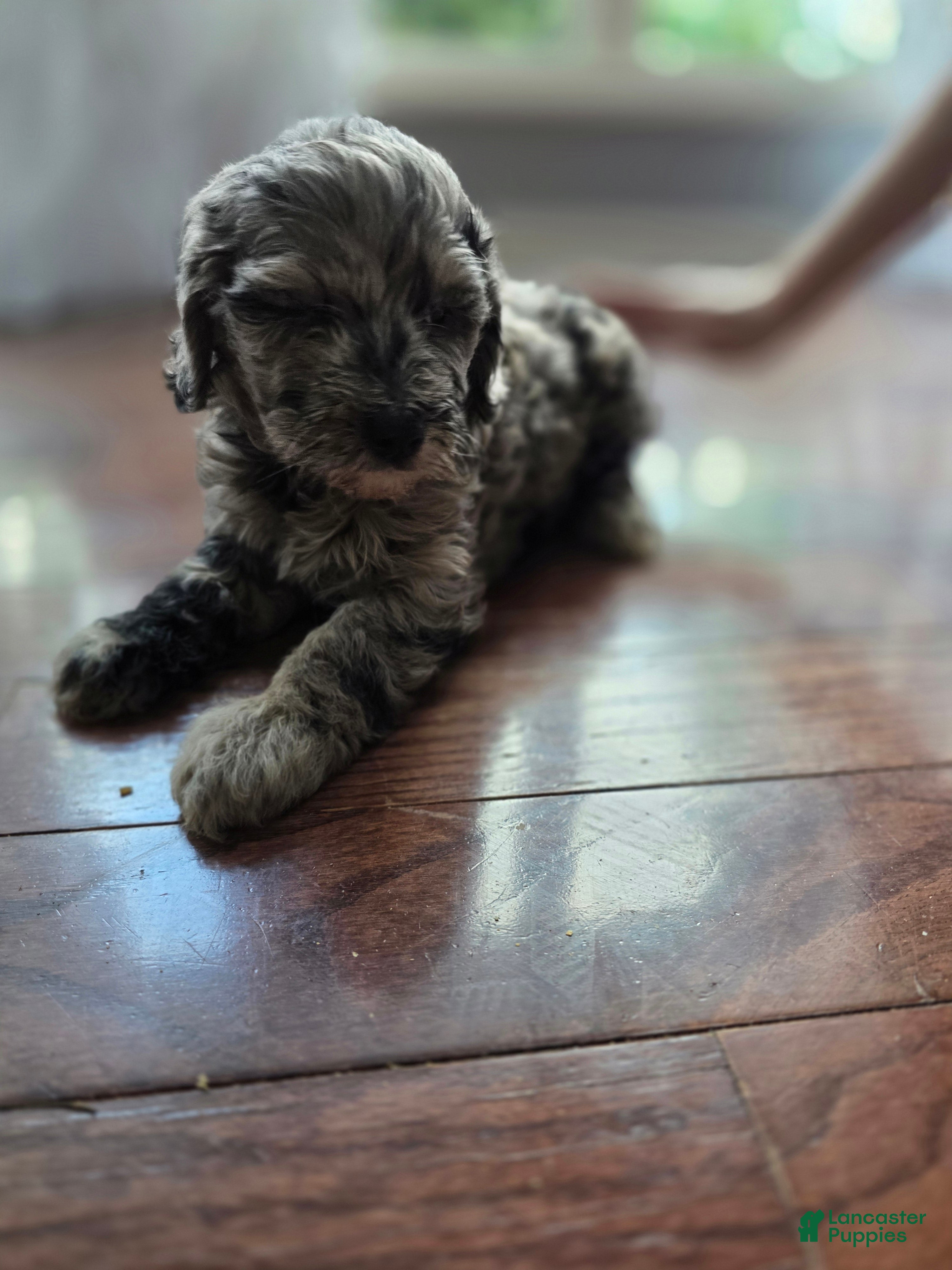 Goldendoodle dogs Mini Goldendoodle Female - Ad 2