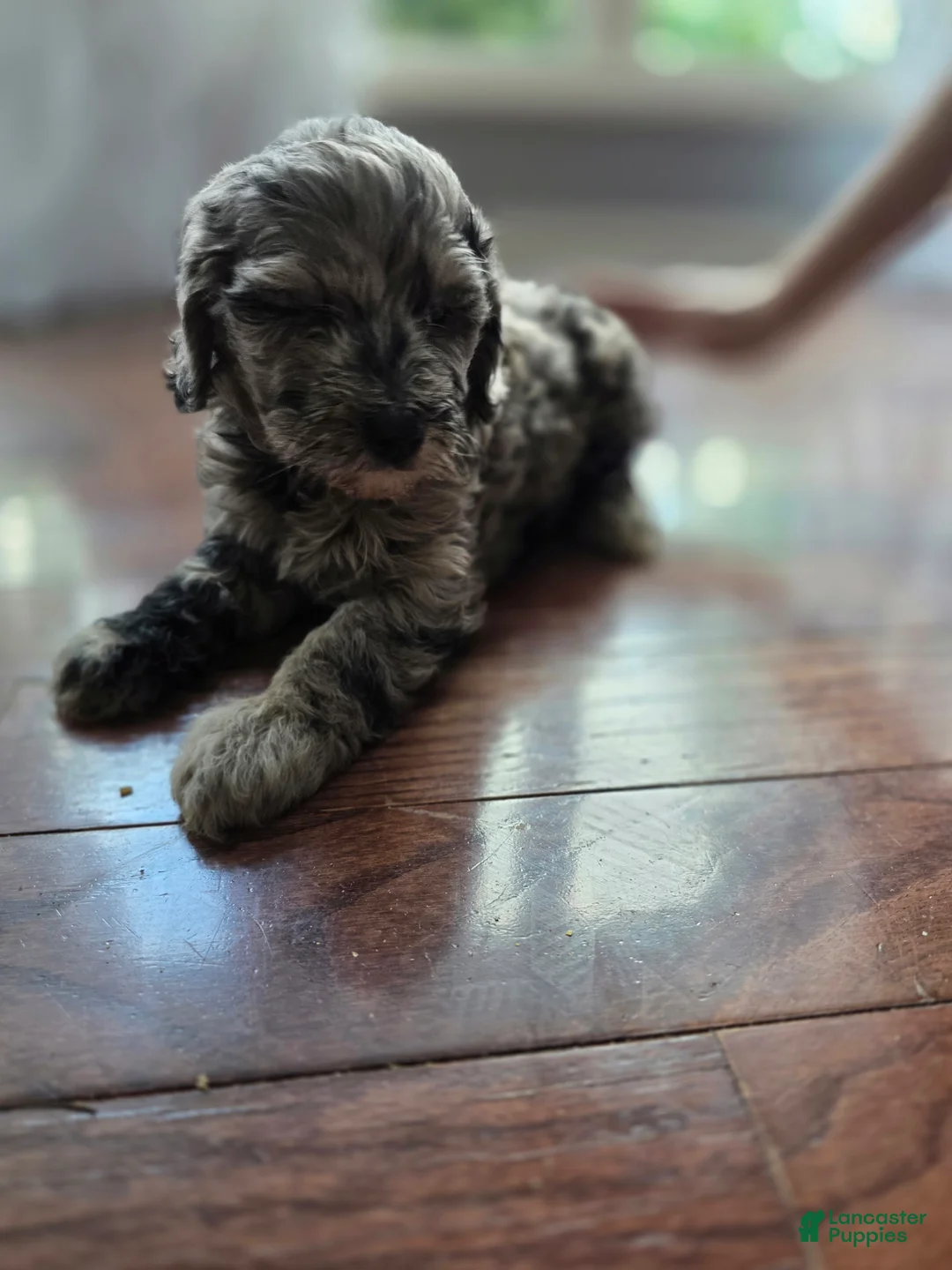 Goldendoodle dogs for sale: Mini Goldendoodle Female - Ad 2