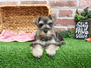 Miniature Schnauzer dogs Doris - Ad 35