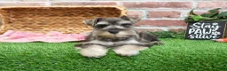 Miniature Schnauzer dogs for sale: Doris - Ad 8