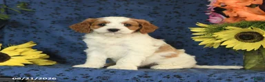 Casper
