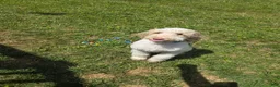 Standard Poodle dogs for sale: Standard Poodle 1 - Ad 2