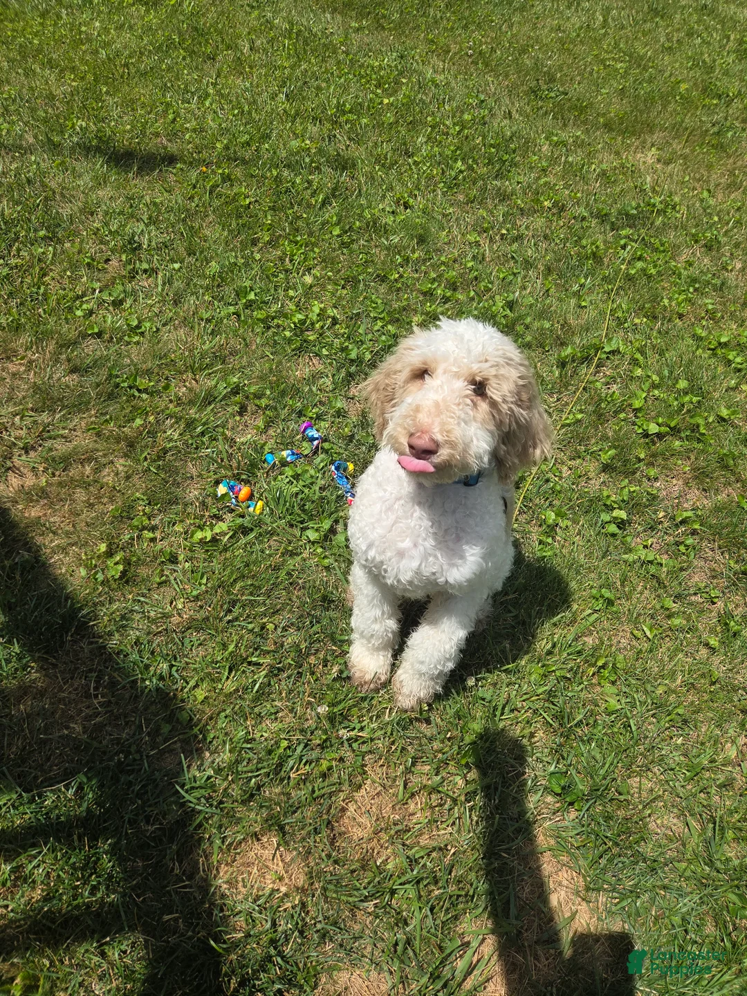 Standard Poodle dogs for sale: Standard Poodle 1 - Ad 2