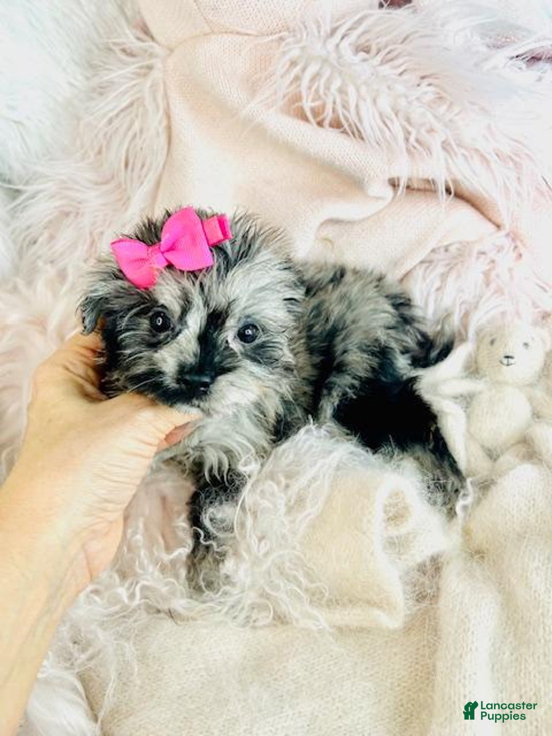 Pomapoo dogs for sale: Pomapoo Puppy 1 - Ad 4