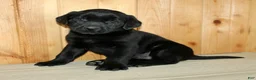 Labrador Retriever dogs for sale: Wilber  - Ad 7