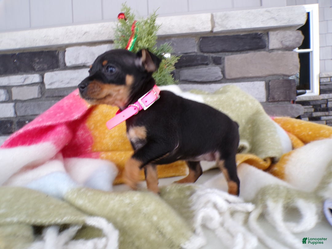Miniature Pinscher dogs for sale: Miniature Pinscher Puppy 1 Lanie - Ad 4