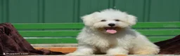 Bichon Frise dogs for sale: Masko - Ad 1