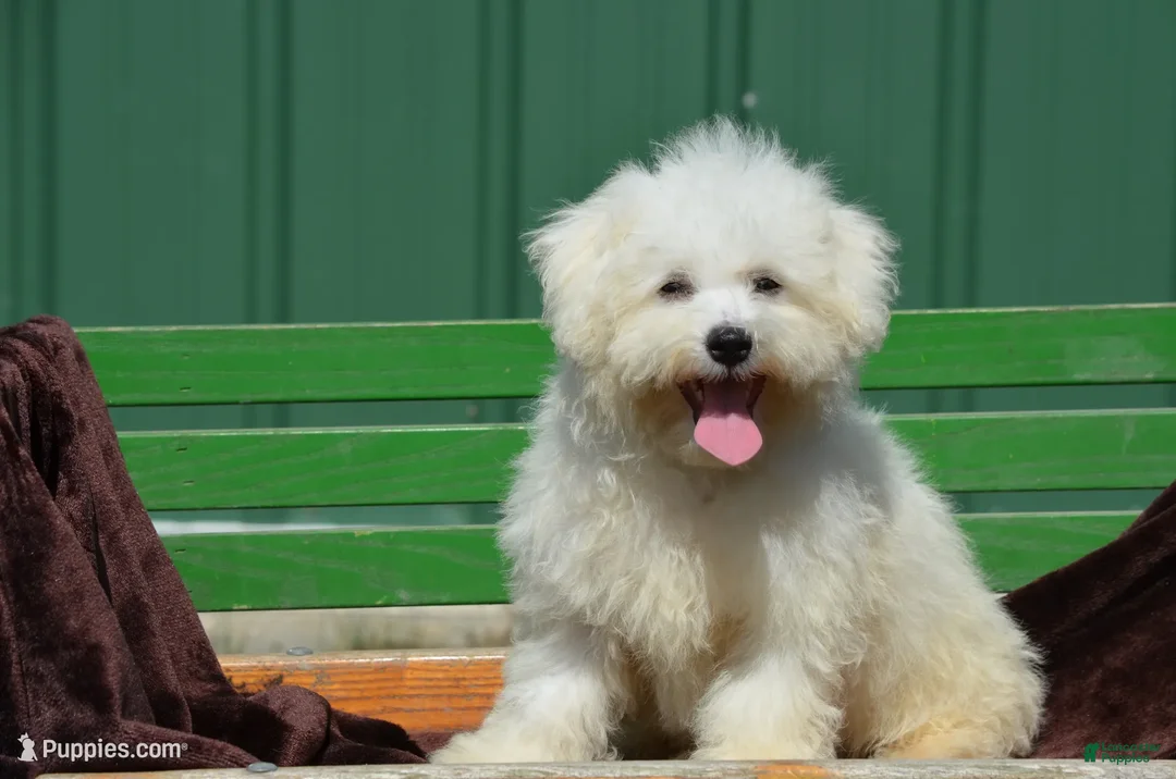 Bichon Frise dogs for sale: Masko - Ad 1