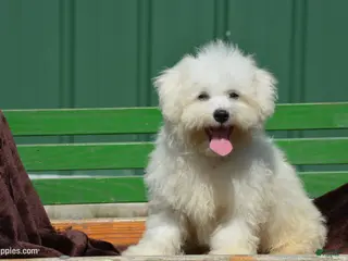 Bichon Frise dogs for sale: Masko - Ad 2