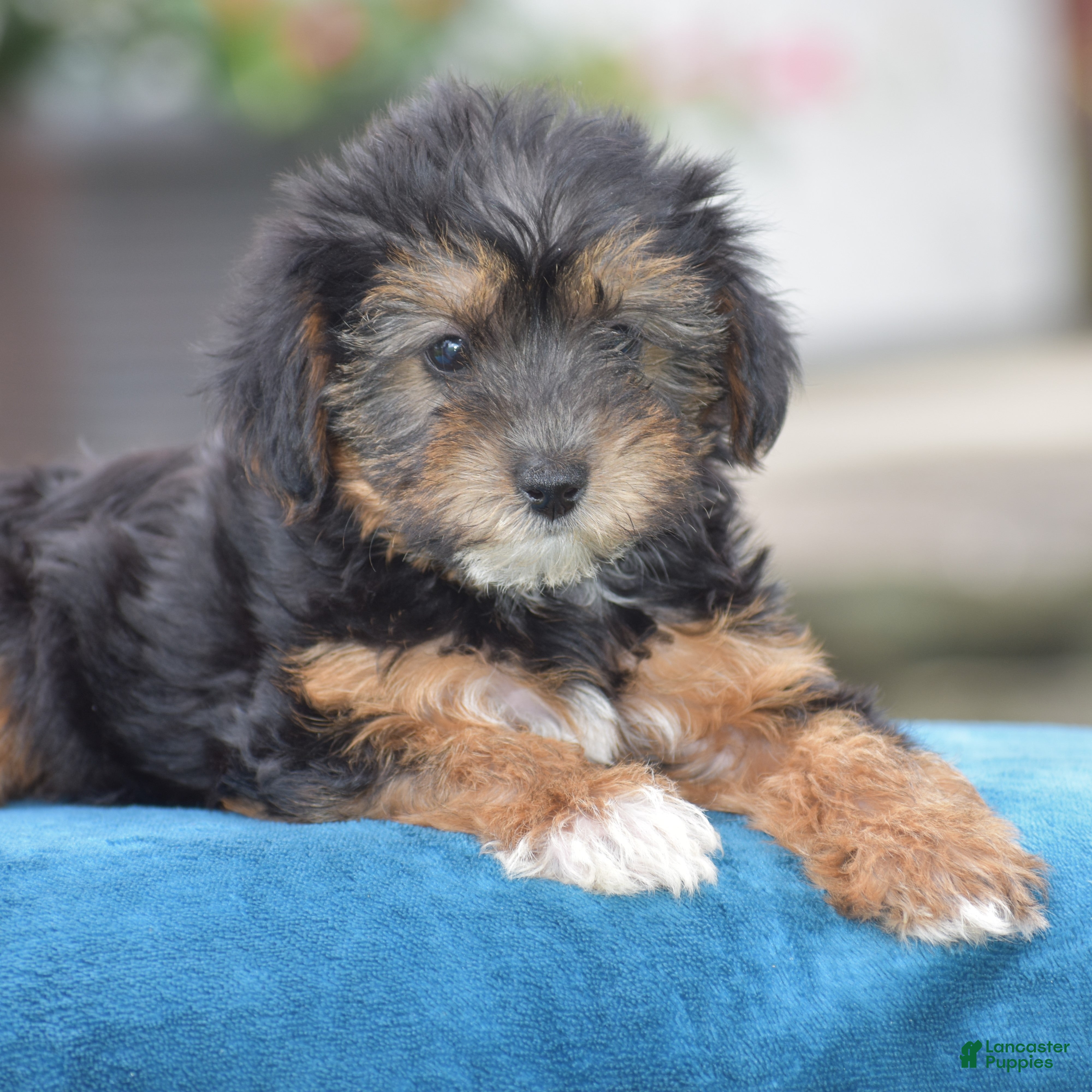 Yorkiepoo dogs Angie - Ad 2
