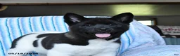 Akita dogs for sale: Kayla - Ad 5