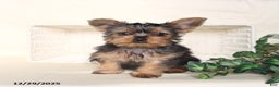 Yorkshire Terrier dogs for sale: Benji - Ad 1