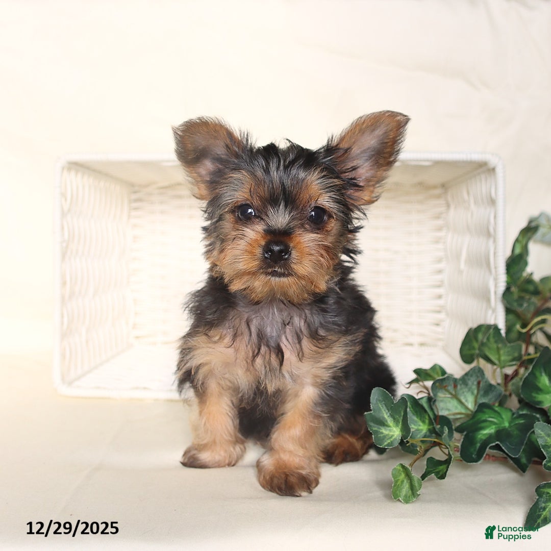 Yorkshire Terrier dogs for sale: Benji - Ad 1