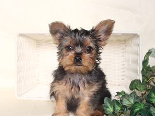 Yorkshire Terrier dogs Benji - Ad 40