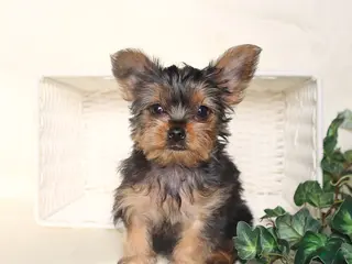 Yorkshire Terrier dogs Benji - Ad 40
