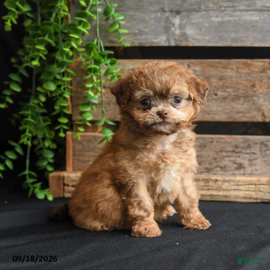 Mixed Breed dogs Bobby - Ad 1