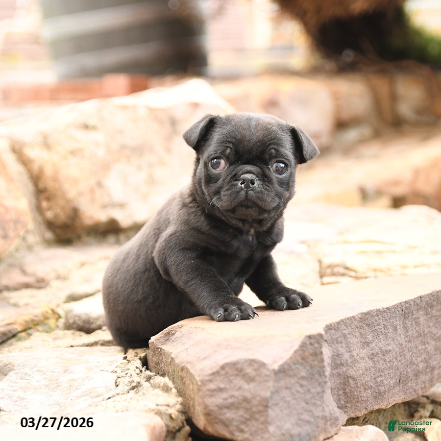 Pug dogs Monty - Ad 2