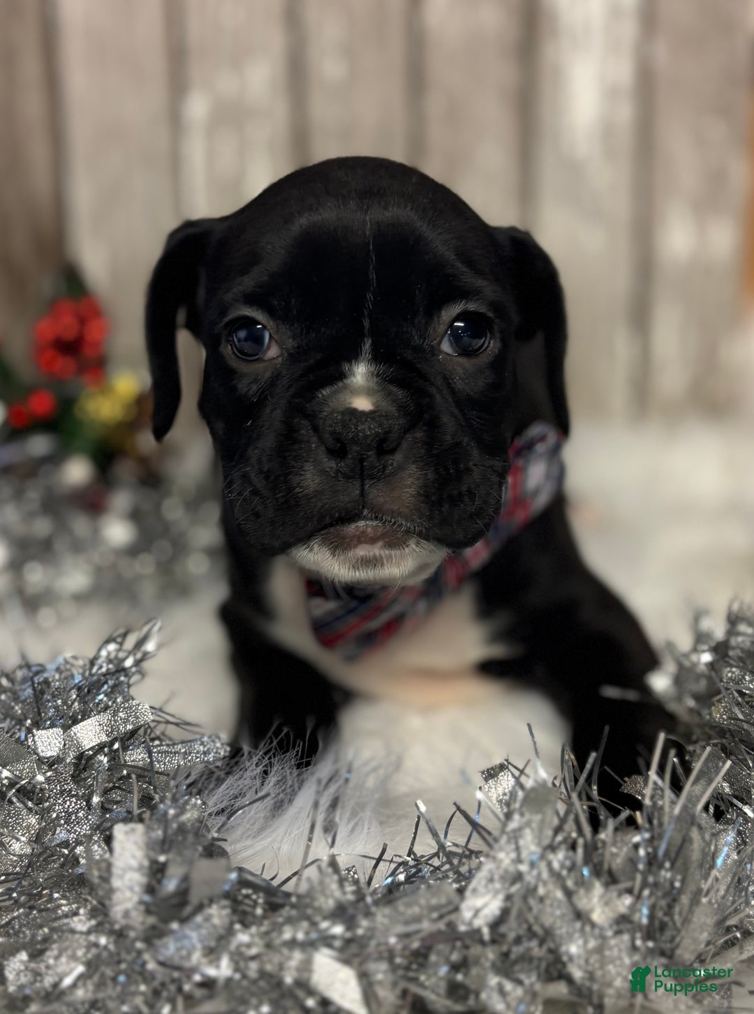 Boxer dogs for sale: Bruno - Ad 2