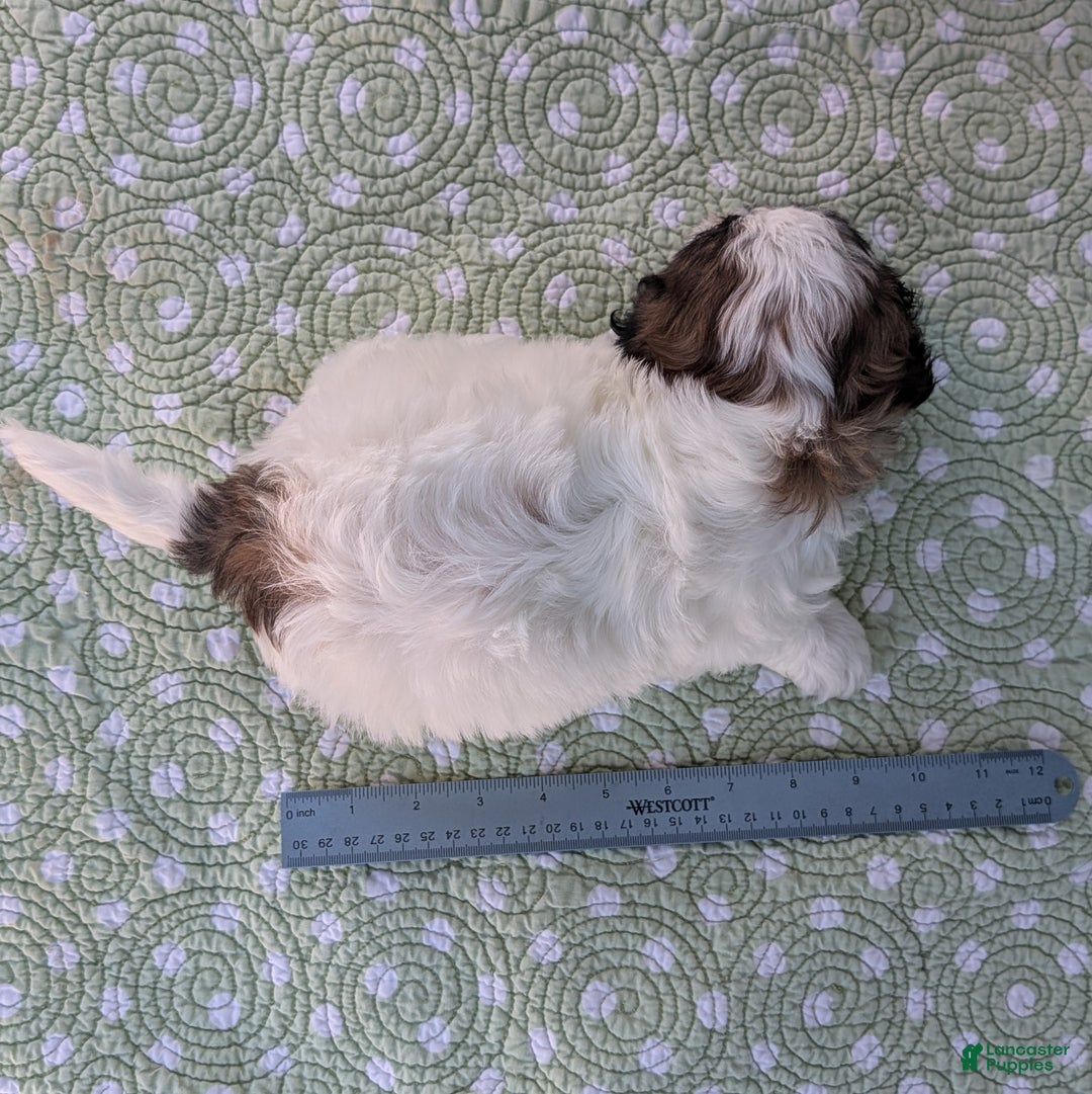 Teddy Bear dogs for sale: Marshmallow - Ad 9