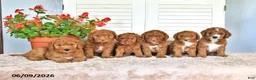 Mini Goldendoodle dogs for sale: Sherry - Ad 5