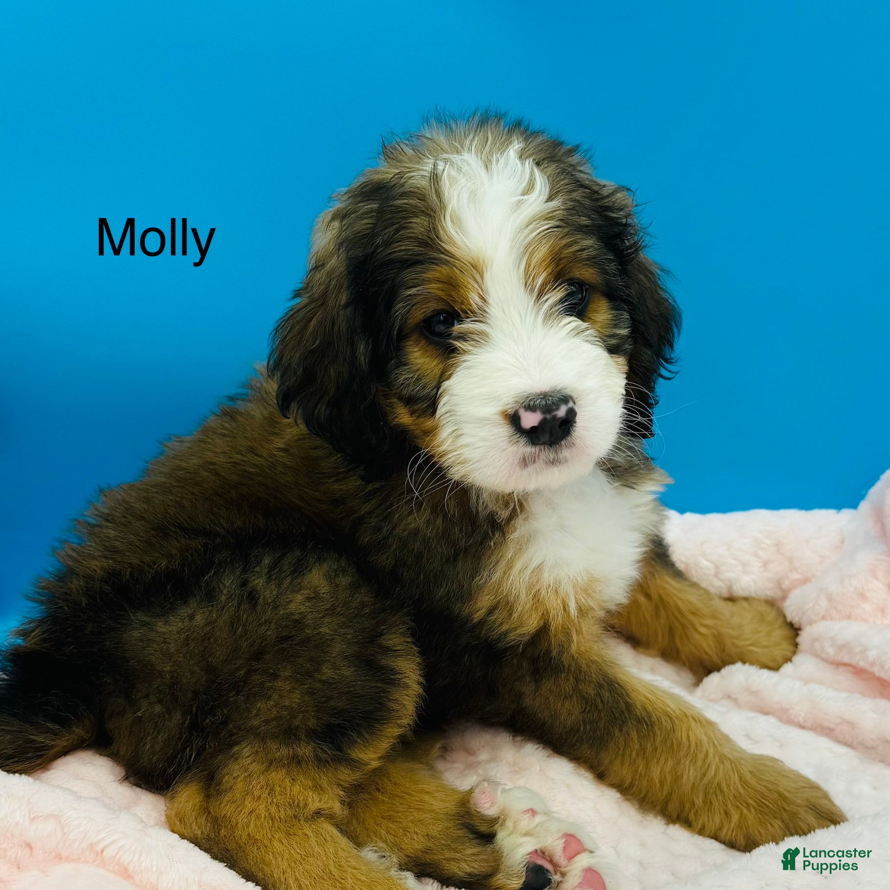 Bernedoodle dogs Bernedoodle Puppy 12 - Ad 2