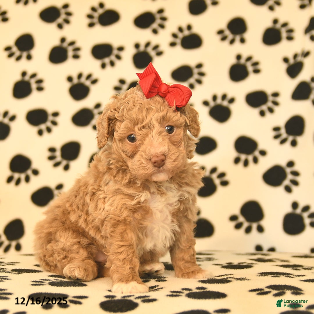 Toy Poodle dogs for sale: Cinderella  - Ad 4