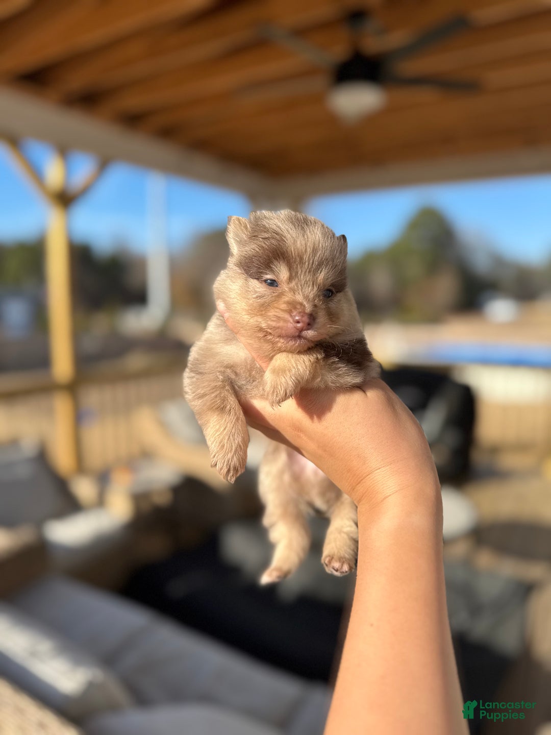 Mixed Breed dogs for sale: Ikaikoa - Ad 1