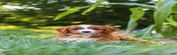 Cavapoo dogs for sale: Rocky - Ad 8