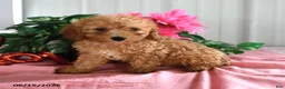 Miniature Poodle dogs for sale: Apricot - Ad 2