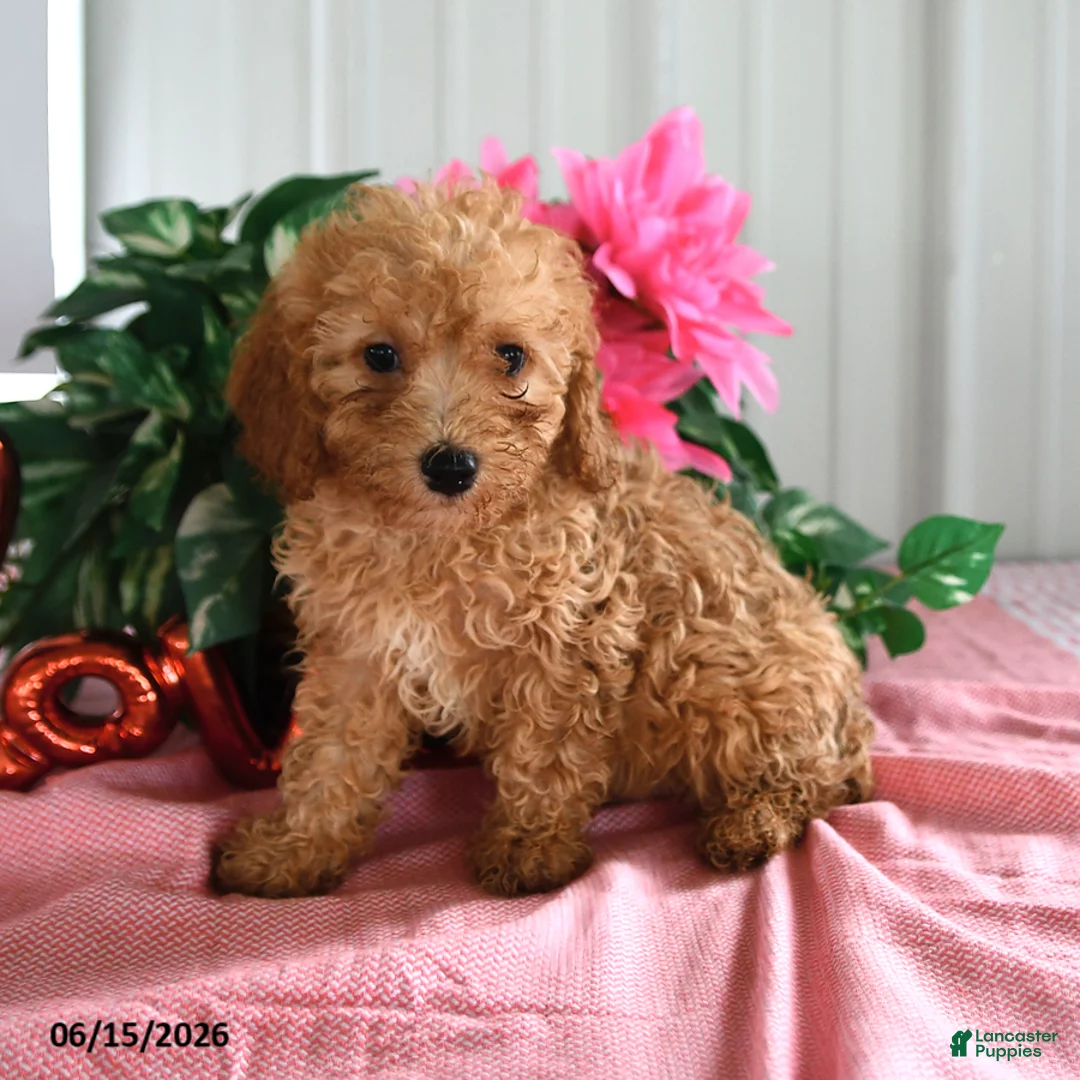 Miniature Poodle dogs for sale: Apricot - Ad 2