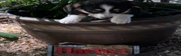 Welsh Corgi Pembroke dogs for sale: Welsh Corgi Pembroke 2 - Ad 2