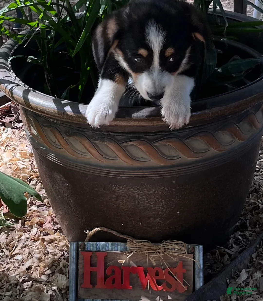 Welsh Corgi Pembroke dogs for sale: Welsh Corgi Pembroke 2 - Ad 2