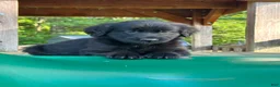 Golden Shepherd dogs for sale: Koda  - Ad 16