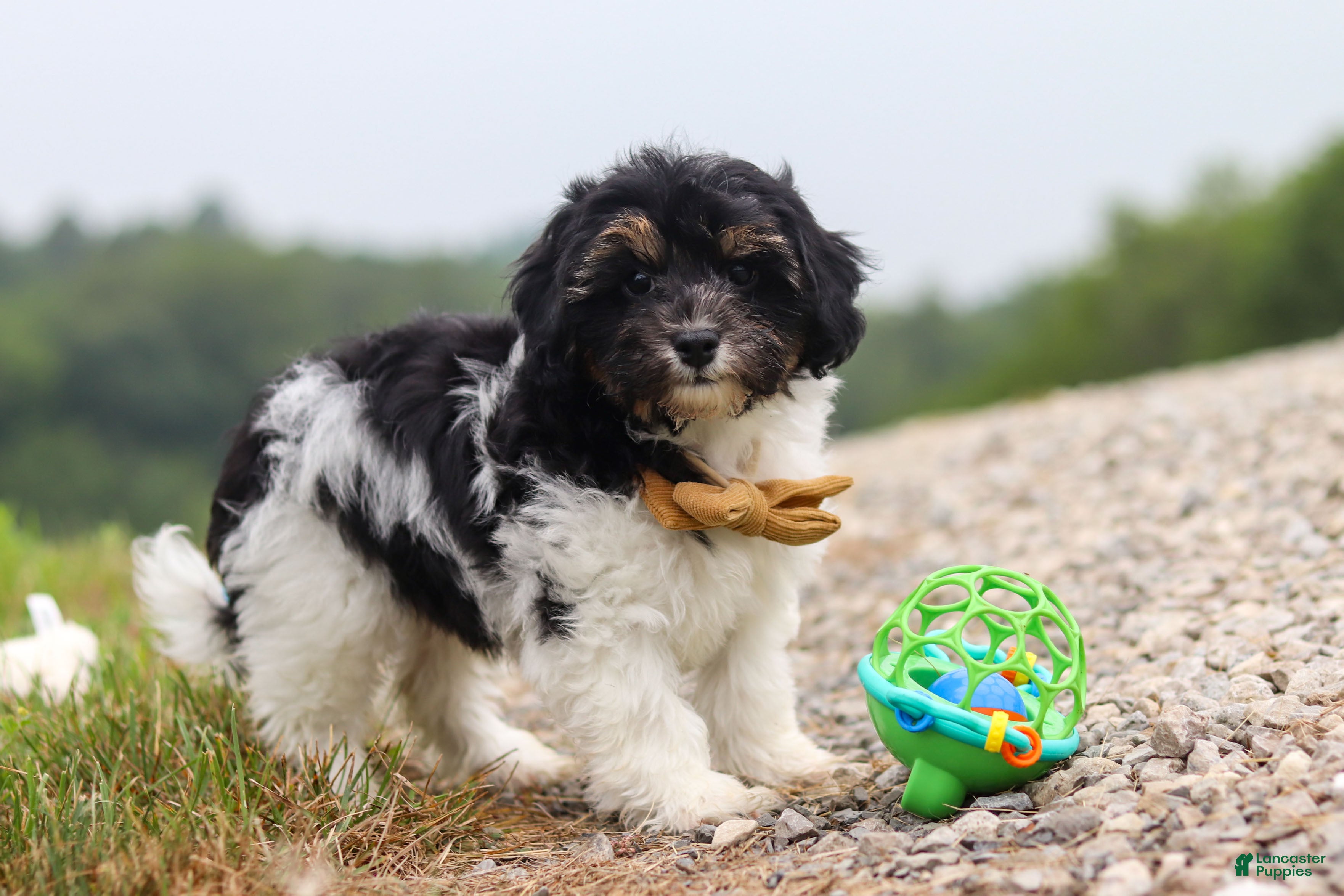 Havapoo dogs Joey - Ad 1