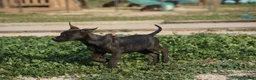 Dutch Shepherd dogs for sale: Dutch black brindle F - Ad 11