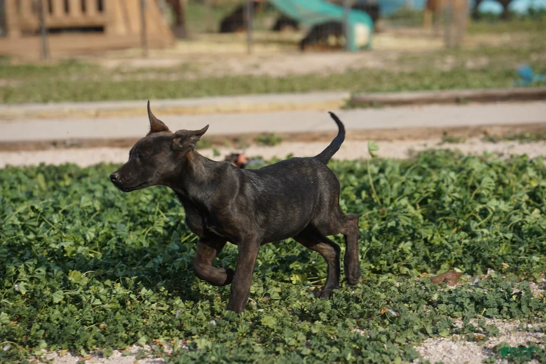 Dutch Shepherd dogs for sale: Dutch black brindle F - Ad 11