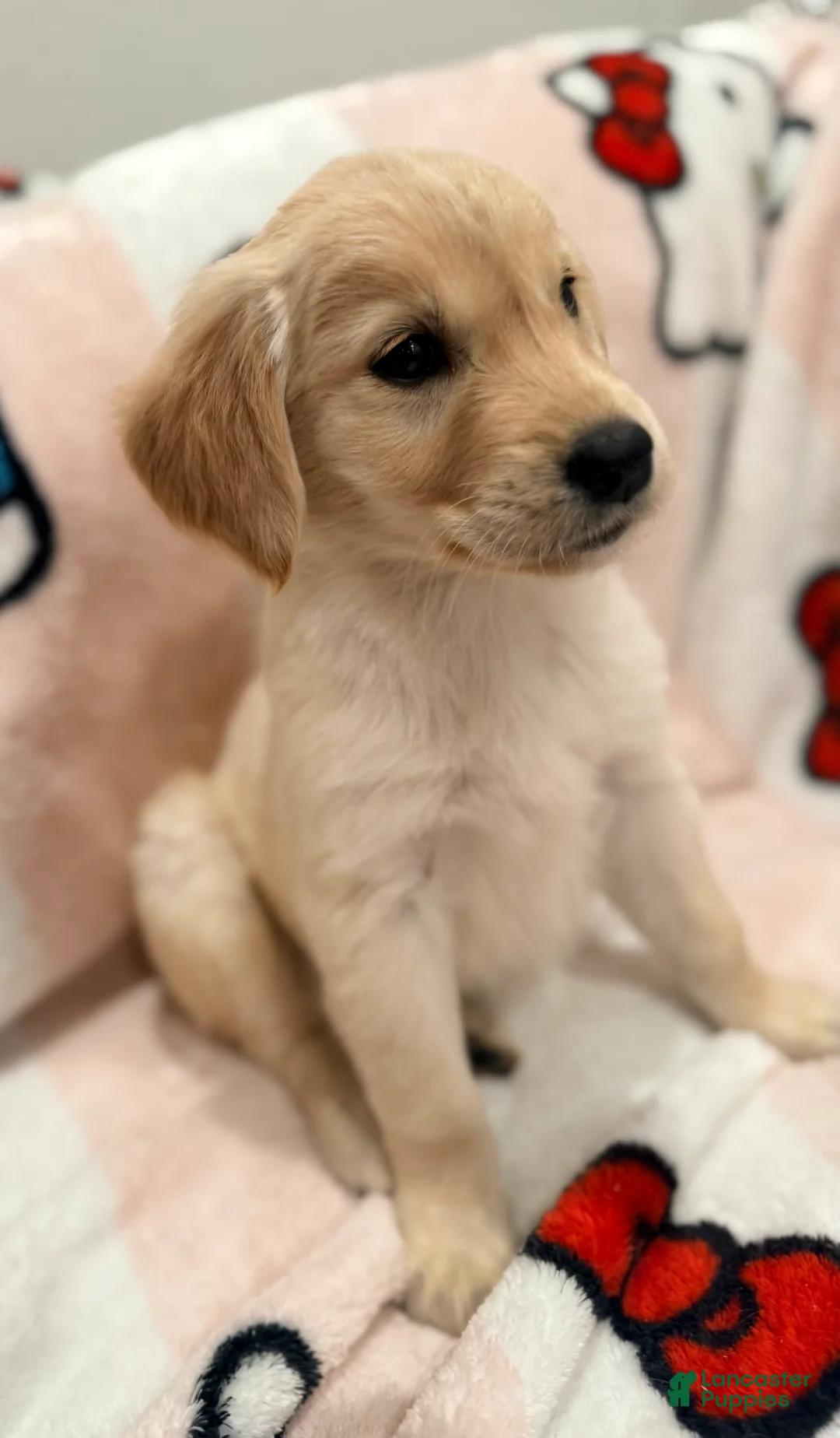 Golden Retriever dogs for sale: Golden Retriever Puppy 3 - Ad 1