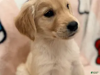 Golden Retriever dogs Golden Retriever Puppy 3 - Ad 6