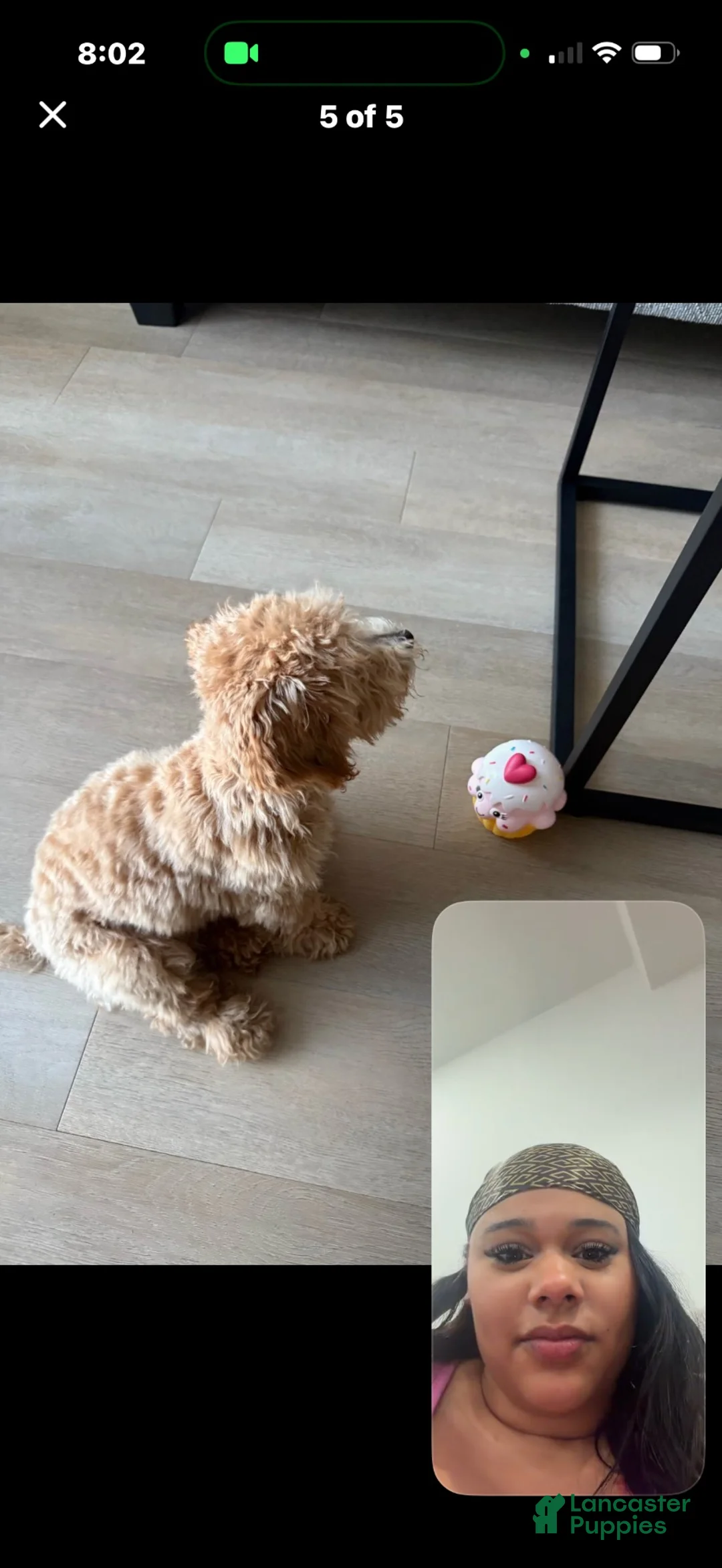 Bichpoo dogs for sale: Bichpoo 2 - Ad 4