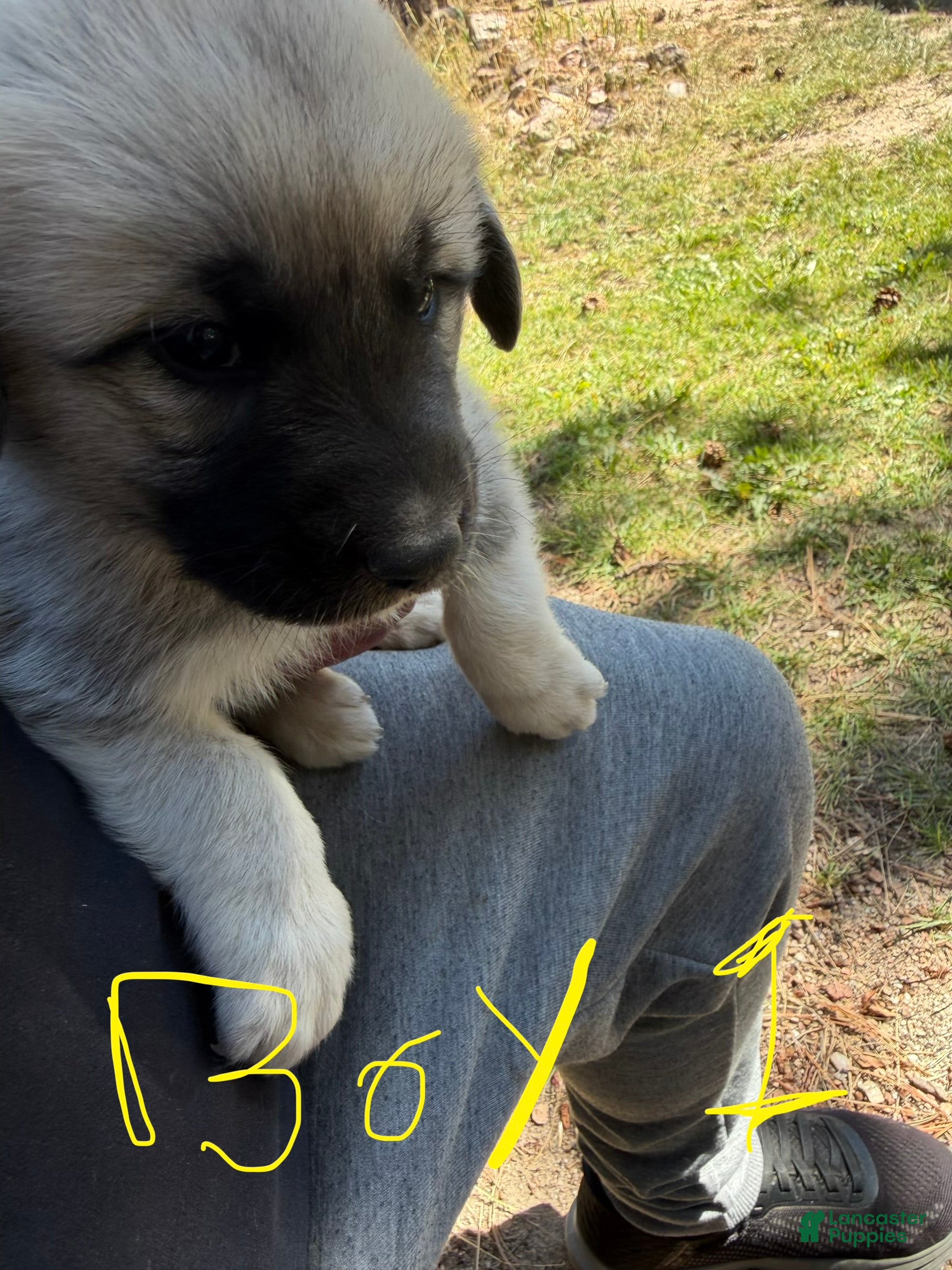 Mixed Breed dogs Boy 1 - Ad 1