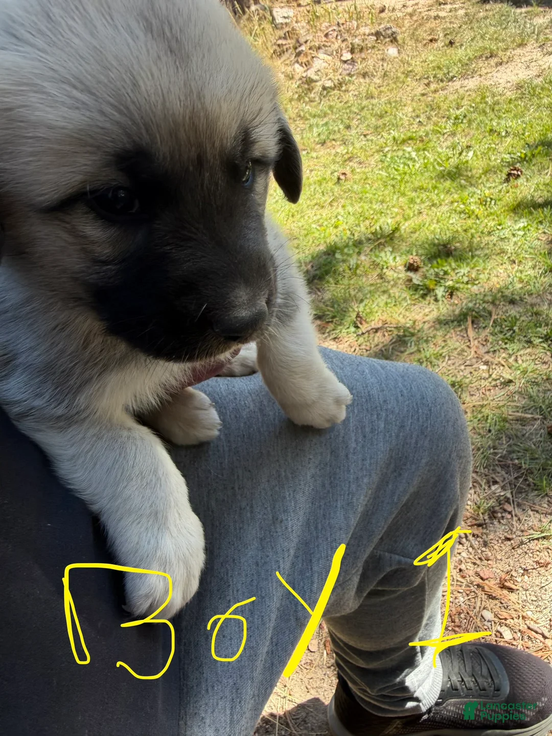 Mixed Breed dogs for sale: Boy 1 - Ad 1
