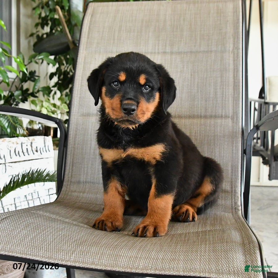 Rottweiler dogs Merley - Ad 1