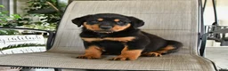 Rottweiler dogs for sale: Merley - Ad 1